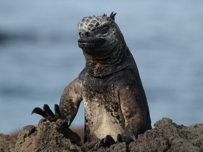 ../../Pictures/050210/088 Meerechse.JPG